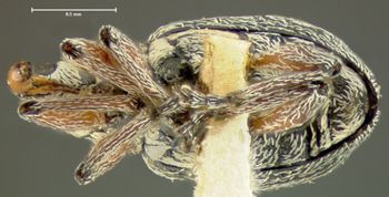 Media type: image;   Entomology 25108 Aspect: habitus ventral view